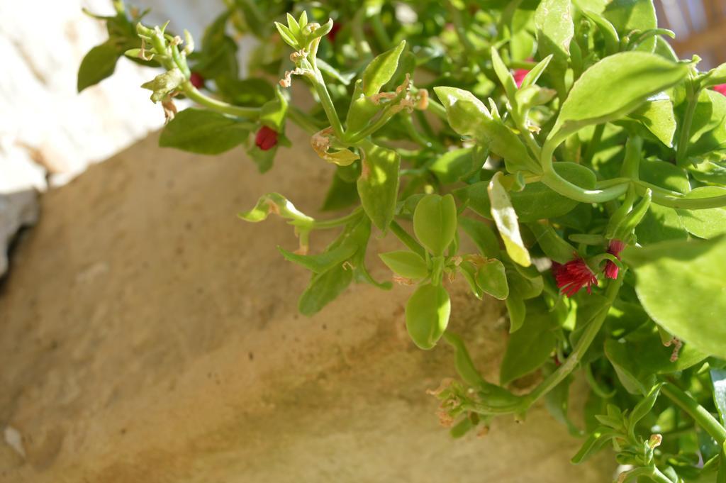 Casa Del Peperoncino *